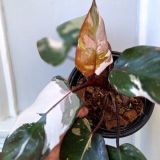 Philodendron Red Anderson Variegated