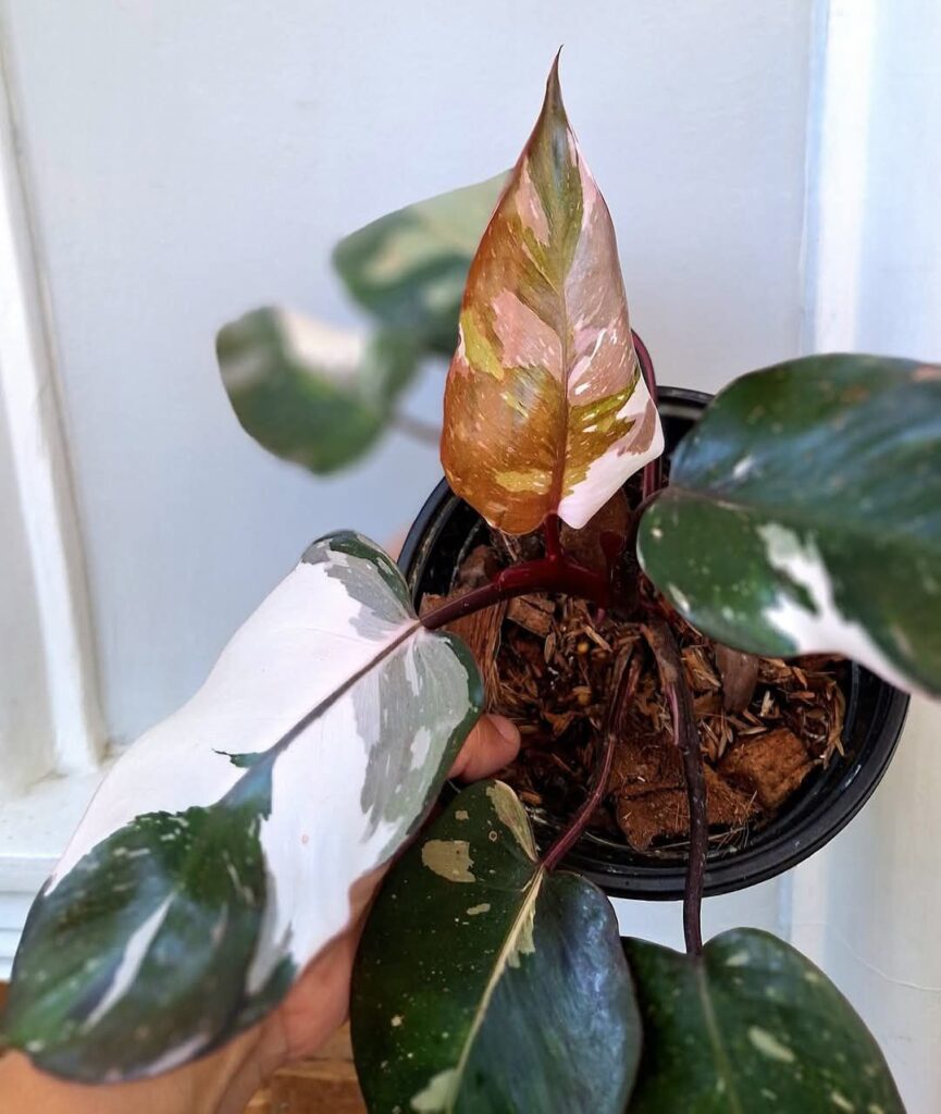 Philodendron Red Anderson Variegated