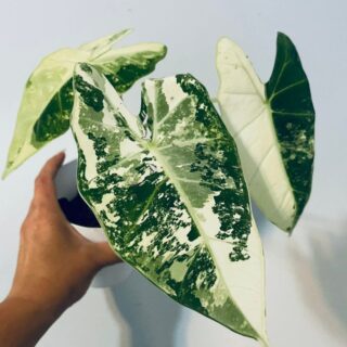 Alocasia Frydek Variegated for sale